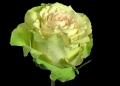 green beauty